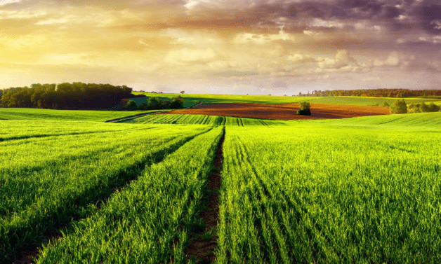 Praca w rolnictwie – przyszłość branży